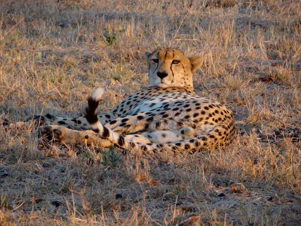 08Oct2013 Jackie Cole Cheetah 08Oct2013 Jackie Cole Cheetah