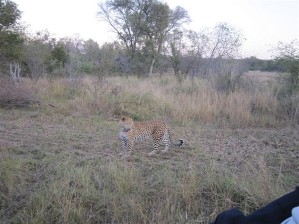 09July2013 Dawn De Jongh Leopard 09July2013 Dawn De Jongh Leopard