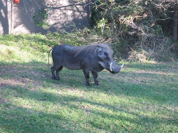 09July2013 Dawn De Jongh Warthog 09July2013 Dawn De Jongh Warthog