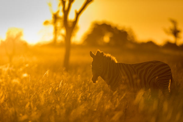 09June2015 Backlit Zebra 09June2015 Backlit Zebra
