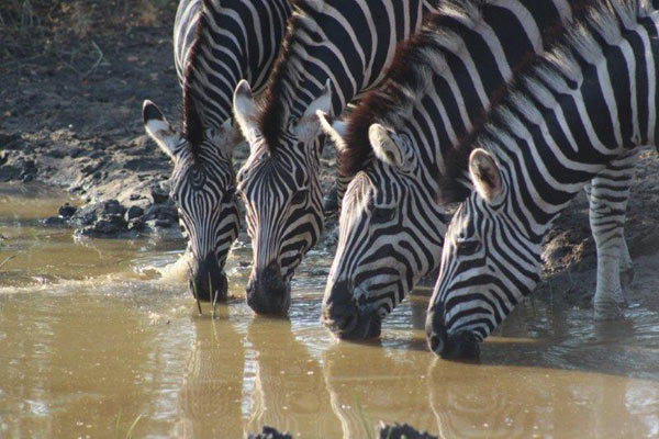 09September2014 Fiona Williams Zebra 09September2014 Fiona Williams Zebra