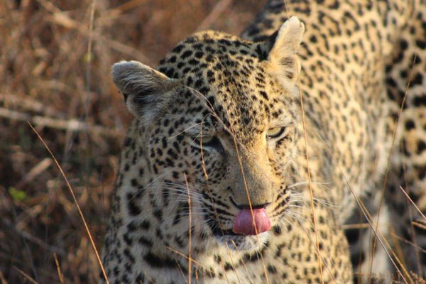 09September2014 Fiona Williams Leopard Tongue 09September2014 Fiona Williams Leopard Tongue