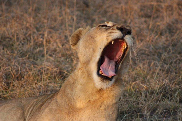 09September2014   Fiona Williams   Lion Yawn