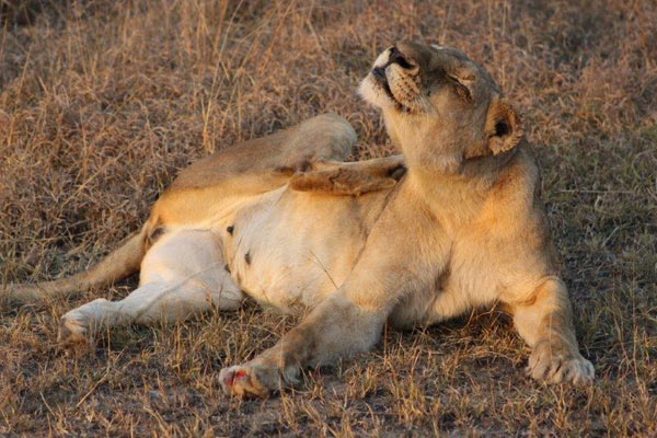 09September2014 Fiona Williams Lioness 09September2014 Fiona Williams Lioness