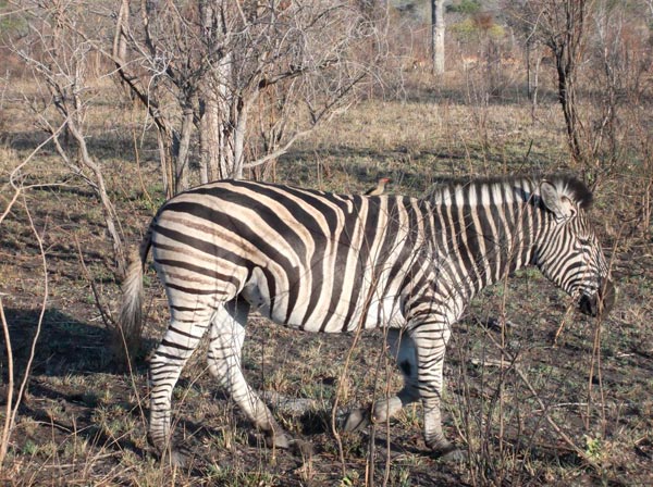 10Dec2013 Kirsten Stock Zebra 10Dec2013 Kirsten Stock Zebra