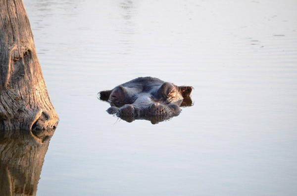 11Dec12 Sabi Sabi Day 4 145 11Dec12 Sabi Sabi Day 4 145