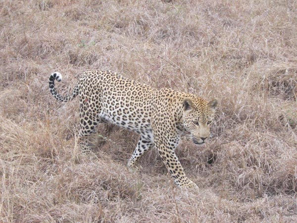 11Feb2014   Kirsty Strachan   Leopard