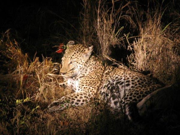 12Nov2013 Aker Family Leopard 12Nov2013 Aker Family Leopard