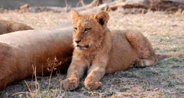 13Dec11   Lion Cub