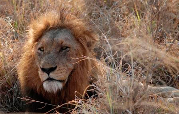 13Dec11 Male Lion 13Dec11 Male Lion