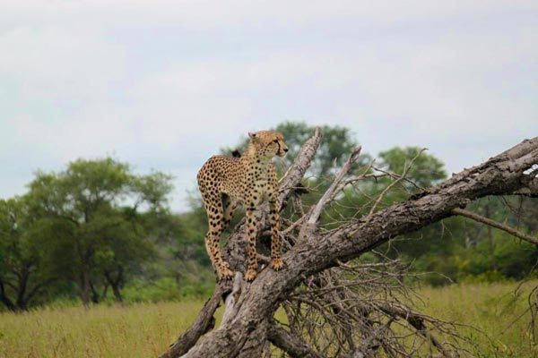 13May2014 Glenn Weston Cheetah 13May2014 Glenn Weston Cheetah