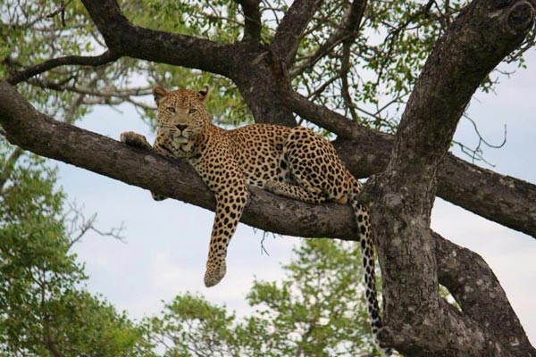 13May2014 Glenn Weston Leopard Tree 13May2014 Glenn Weston Leopard Tree
