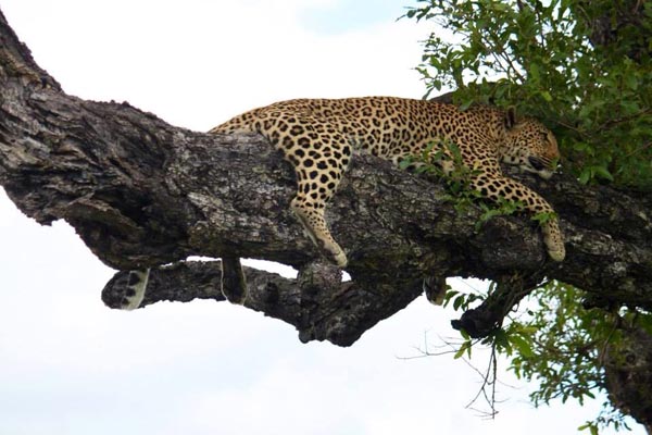 13May2014 Glenn Weston Leopard Tree2 13May2014 Glenn Weston Leopard Tree2