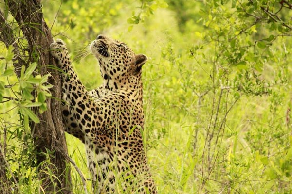 13May2014 Glenn Weston Leopard2 13May2014 Glenn Weston Leopard2