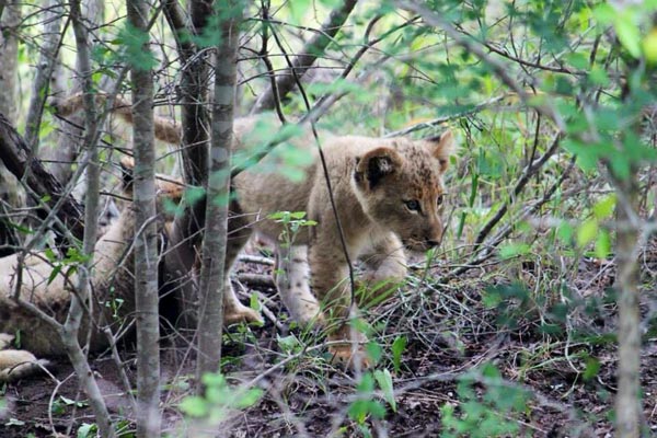 13May2014 Glenn Weston Lion Cub 13May2014 Glenn Weston Lion Cub