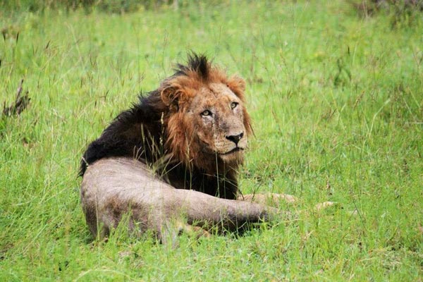 13May2014 Glenn Weston Lion 13May2014 Glenn Weston Lion