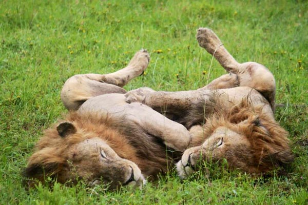13May2014 Glenn Weston Lion2 13May2014 Glenn Weston Lion2