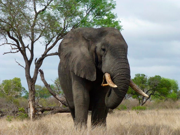 14Jan2014   Sue Neil Kendrick   Ele 1 14Jan2014   Sue Neil Kendrick   Ele 1