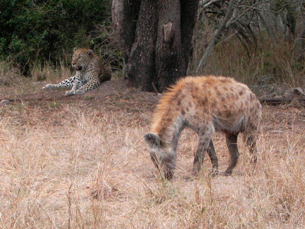 14Jan2014   Sue Neil Kendrick   Leopard Hyena