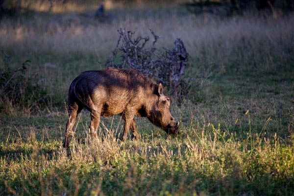 14May13   Warthog