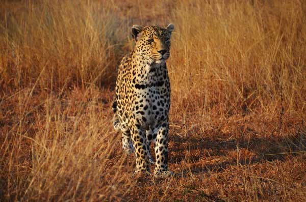 15Nov11 Leopard 15Nov11 Leopard
