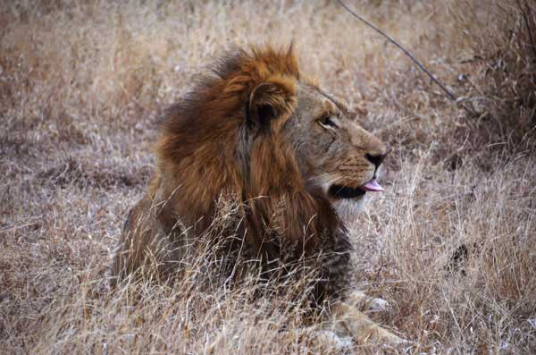 15Nov11 Male Lion 15Nov11 Male Lion