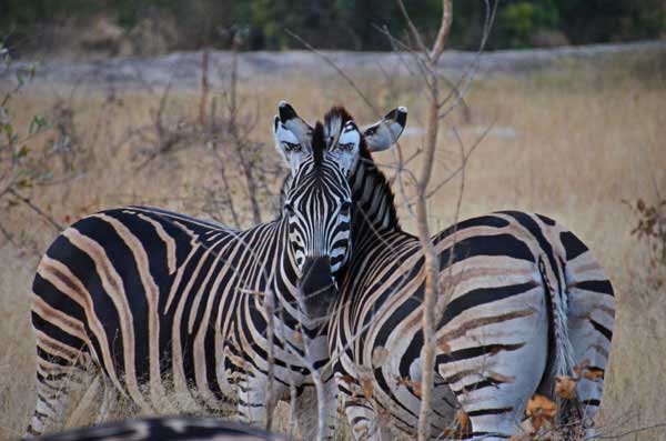 15Nov11 Zebra 15Nov11 Zebra