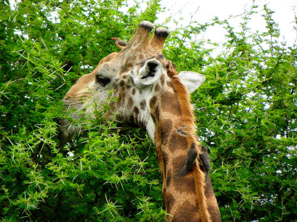 16April13   Giraffeguest