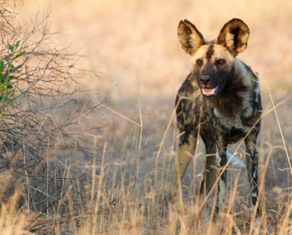 18Sept2012 Wild Dog 1 18Sept2012 Wild Dog 1
