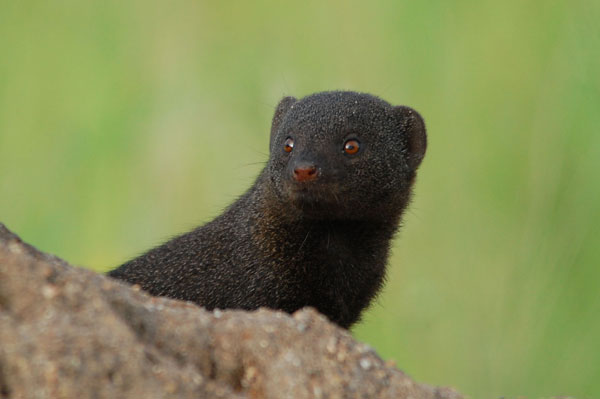 19Mar13 Dwarf Mongoose 19Mar13 Dwarf Mongoose