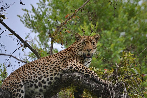 20March12 Leopard In A Tree 20March12 Leopard In A Tree