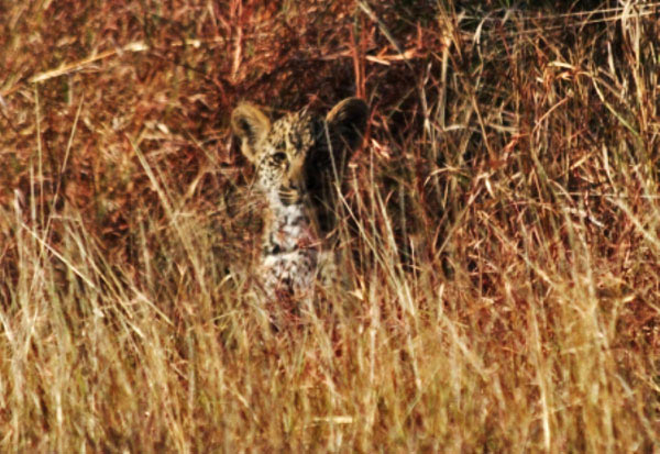 23Aug11 Leopard Cub At Sabi Sabi 23Aug11 Leopard Cub At Sabi Sabi