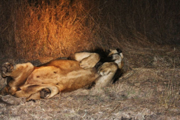 23Aug11   Male Lion Relaxing At Sabi Sabi