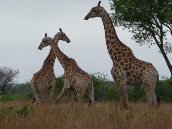 25Dec12 Giraffe 25Dec12 Giraffe