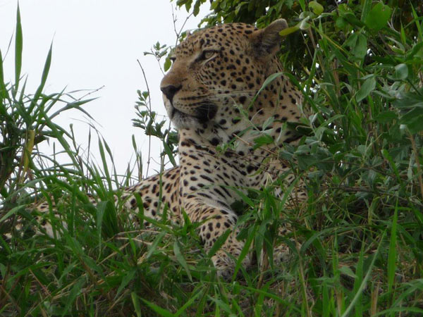 25Dec12 Leopard 25Dec12 Leopard