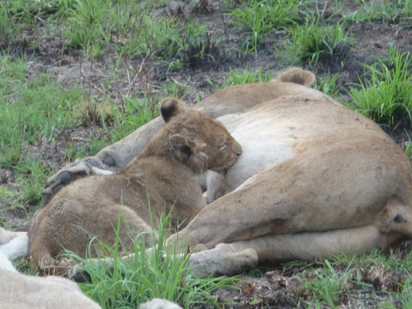 25Dec12 Lions 25Dec12 Lions