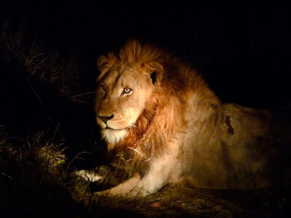 27Dec11   Male Lion