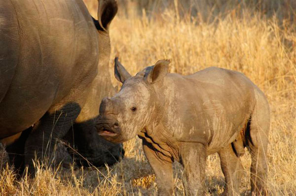 27Dec11   Rhino Mother