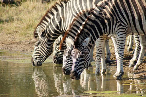 27Dec11---Zebras.jpg 27Dec11 Zebras