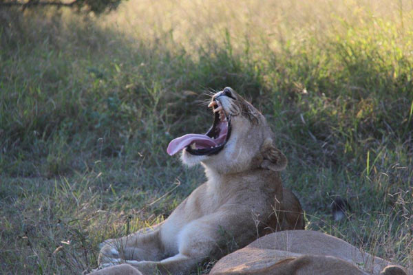 28May13   Simmie Sobel   Lion Yawn