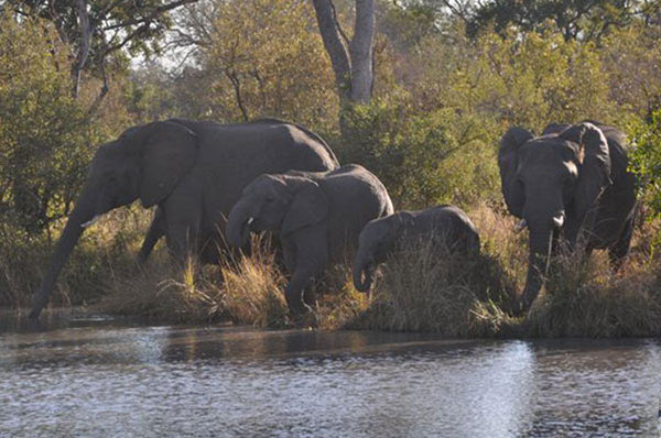 29Nov11 Elephant Herd 29Nov11 Elephant Herd