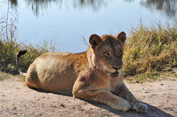 29Nov11 Lioness 29Nov11 Lioness