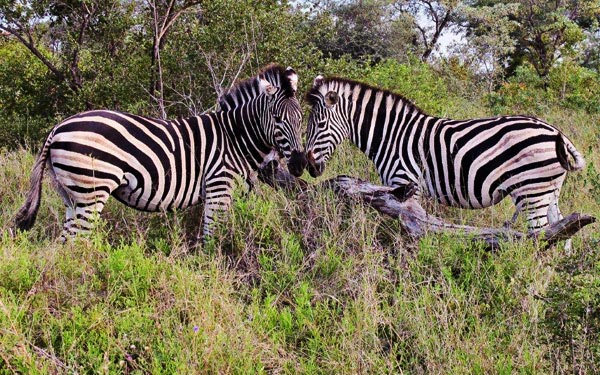 Buddery Family Zebra Sabi Sabi Buddery Family Zebra Sabi Sabi