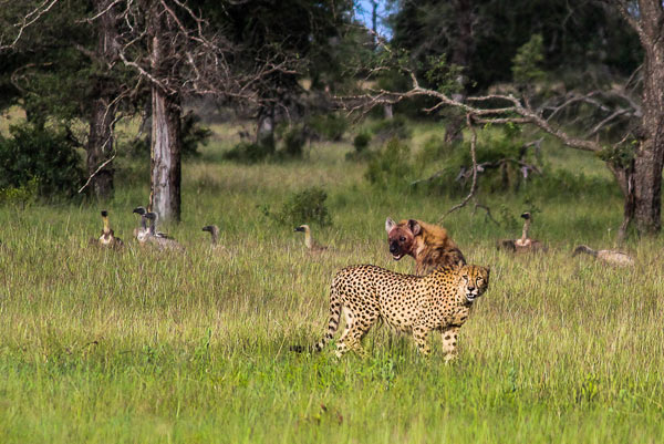 Cheetah Franscois 1 Cheetah Franscois 1