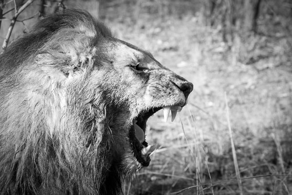 Majingalane 02 Pravir Majingalane 02 Pravir