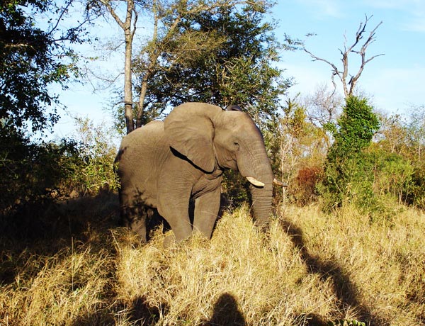 Big Elephant On Safari At Sabi Sabi Guest