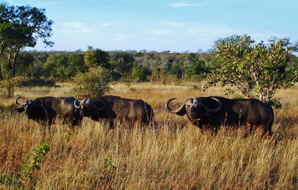 Buffalo On Safari At Sabi Sabi Guest Buffalo On Safari At Sabi Sabi Guest