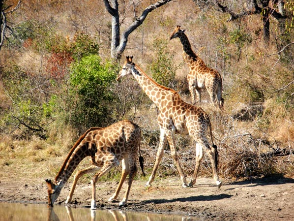 Giraffe At Sabi Sabi On Safari Giraffe At Sabi Sabi On Safari
