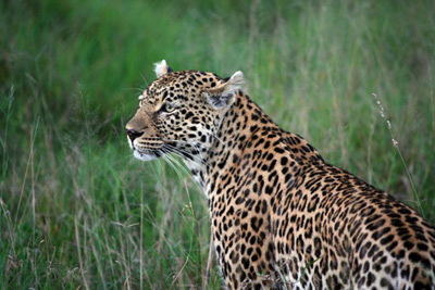 Guest Leopard Guest Leopard