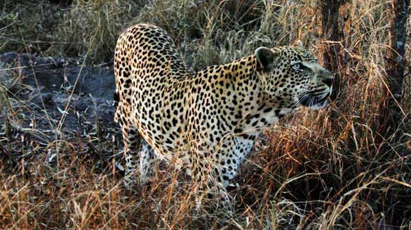 Guest Leopard2 Guest Leopard2